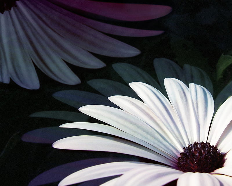 Pixleslie, flower, pretty, g, lovely, HD wallpaper | Peakpx