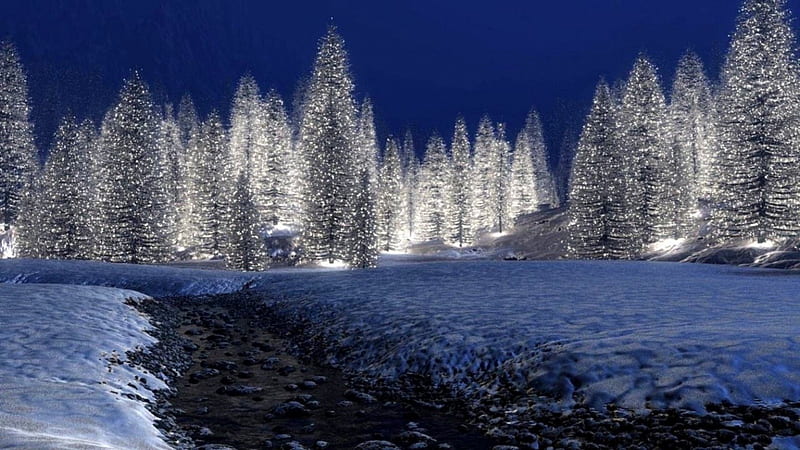 CHRISTMAS TREES, forest, christmas, snow, trees, lights, night, winter, HD wallpaper