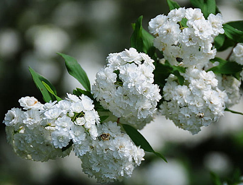DOUBLE REEVES SPIREA FLOWERS, pretty, flowers, shrub, white, HD wallpaper