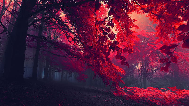 red leaves tree on forest during daytime, dark, red, nature, forest, trees, red leaves, mist, fall, landscape, leaves, plants, fallen leaves, HD wallpaper