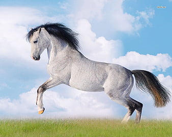 Jumping-Horse, cool, horse, jumping, HD wallpaper | Peakpx
