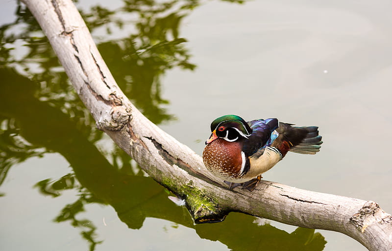 mallard duck on brown drift wood above body of water, HD wallpaper