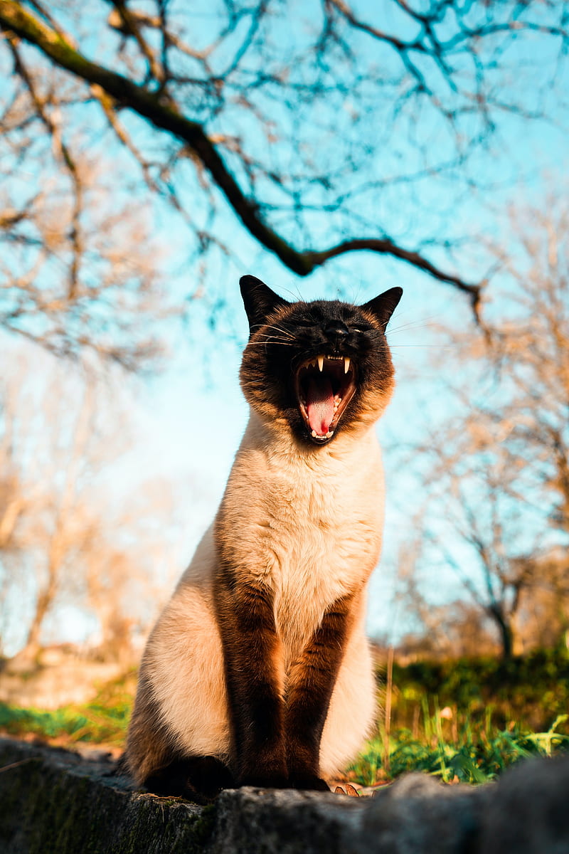 cat, pet, yawn, grass, branches, HD phone wallpaper