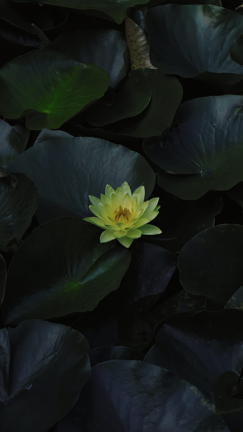 lily, flower, bloom, water, leaves, HD phone wallpaper