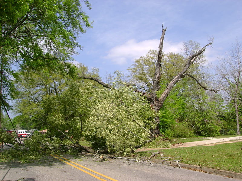 VVV's The Tree That Fell..., force of nature, tree, firetruck, nature, road, fell, HD wallpaper
