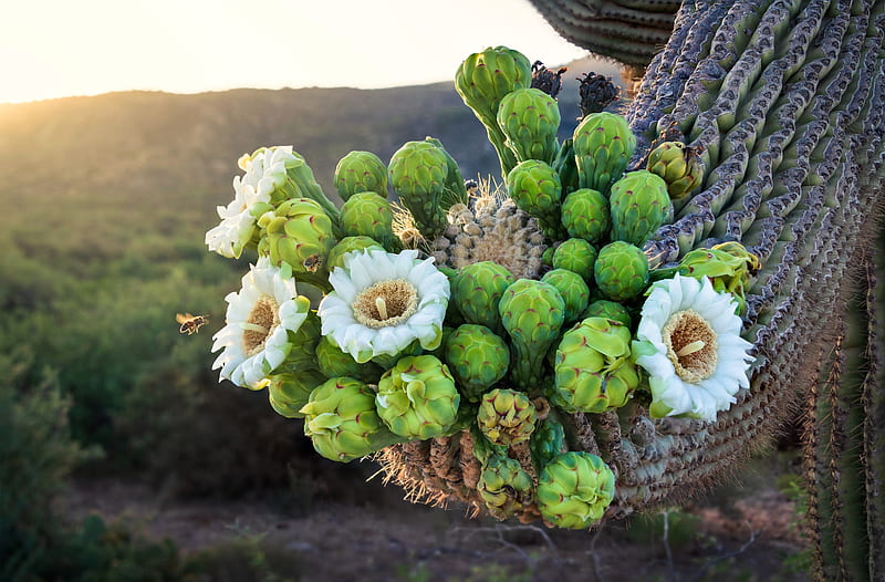 Earth, Cactus, Blossom, Flower, HD wallpaper