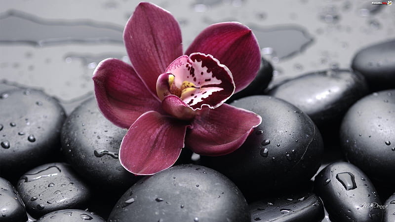 SPA, purple orchid, still life, flowers, black stones, HD wallpaper