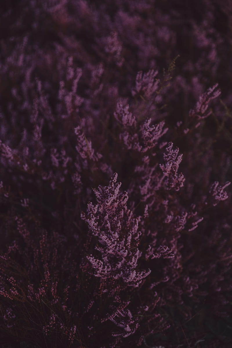 lavender, flowers, purple, bloom, closeup, HD phone wallpaper