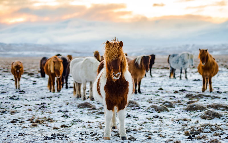 Iceland Plains Farm Horses Winter, HD wallpaper