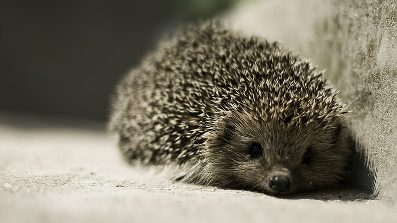 animals, Hedgehog / and Mobile Background, Cute Porcupine, HD wallpaper