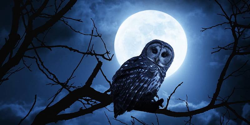 Owl, moon, pasare, black, branch, moon, bird, white, blue, night, HD wallpaper