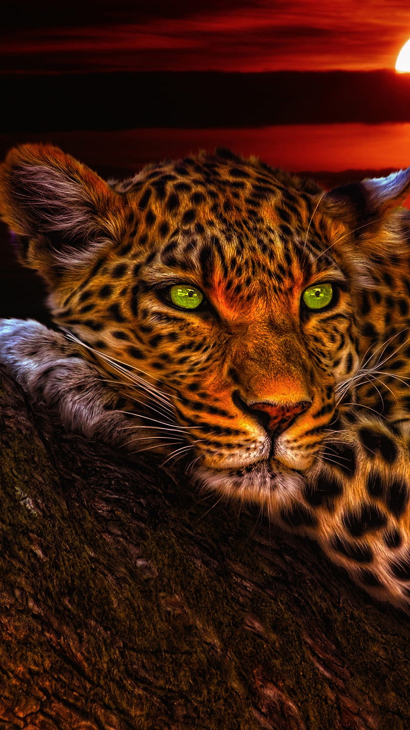 Wild animal, eyes, green, jaguar, sunset, HD phone wallpaper | Peakpx