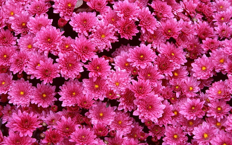 1366x768px, 720P free download | Mangenta mums, flower, mangenta, pink ...