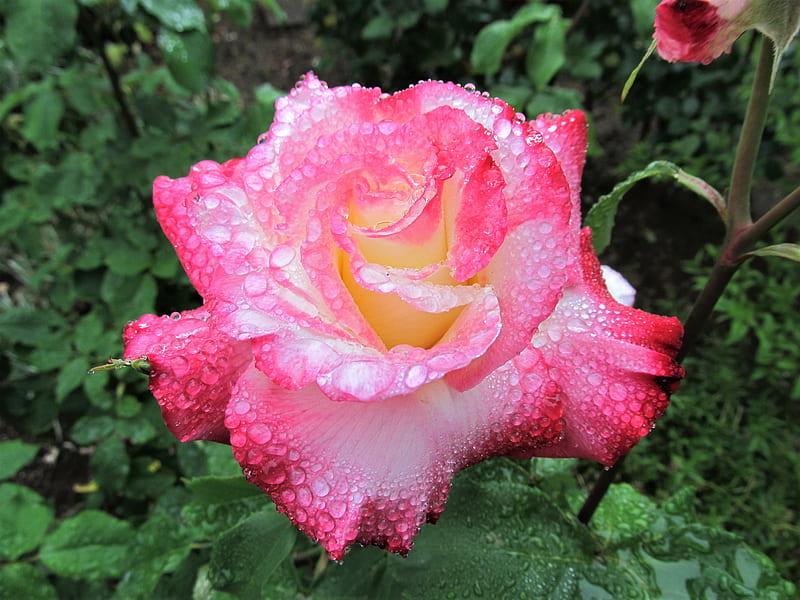 Double Delight rose, rose bush, rose, flower, beauty, garden, double delight, HD wallpaper