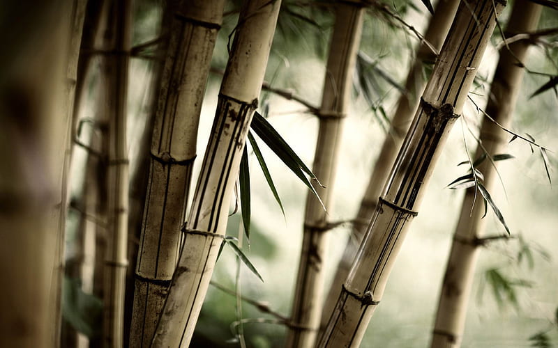 Bamboo stalks-forest landscape, HD wallpaper