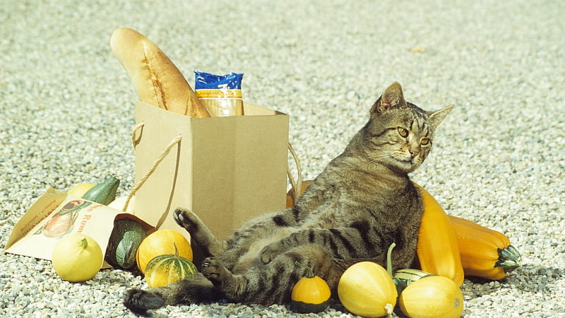 Grocery Shopping, funny, humour, cats, animals, HD wallpaper