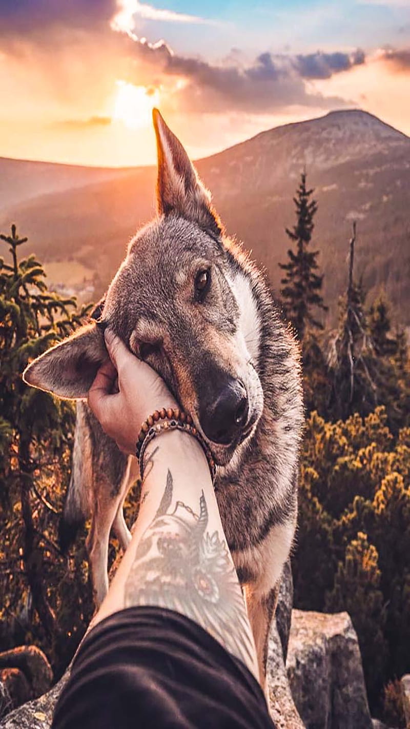 true friend, wolf, dog, husky, shepherd, german, HD phone wallpaper