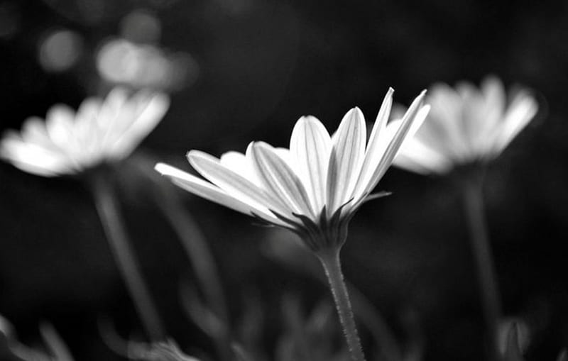 Black and light, daisies, black and white, flowers, beauty, nature, field, light, HD wallpaper