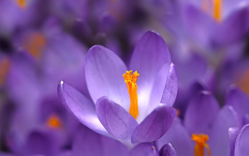 Crocus, purple, blue, flower, nature, orange, spring, macro, HD ...