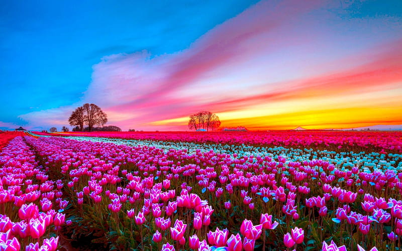 TULIPS at SUNSET, colorful, Field of tulips, flowers, evening, sunset, trees, clouds, sky, HD wallpaper