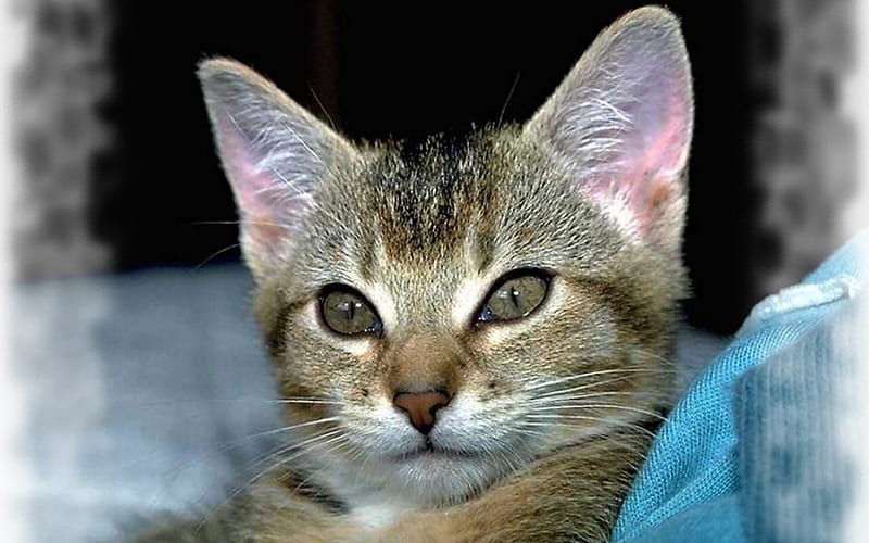 Close-up Kitten F1, tabby, cat, animal, pet, feline, graphy, wide screen, kitten, HD wallpaper