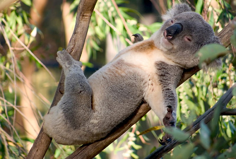 Now, this is relaxing, eucalyptus leaves, grey coat, tree branches, white chest, sleeping, eyes closed, koala bear, HD wallpaper