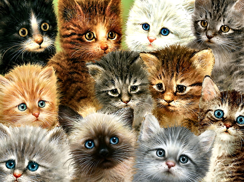 cats collage background