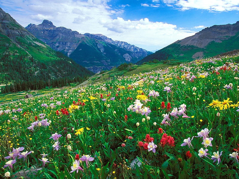 Columbines at Colorado Mountains, blossoms, clouds, sky, field, landscape, HD wallpaper