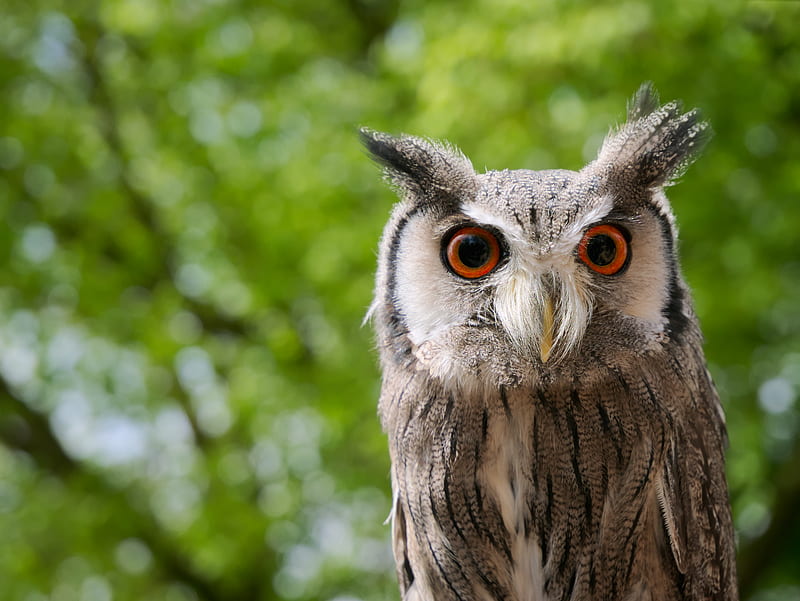 brown owl in shallow focus shot, HD wallpaper