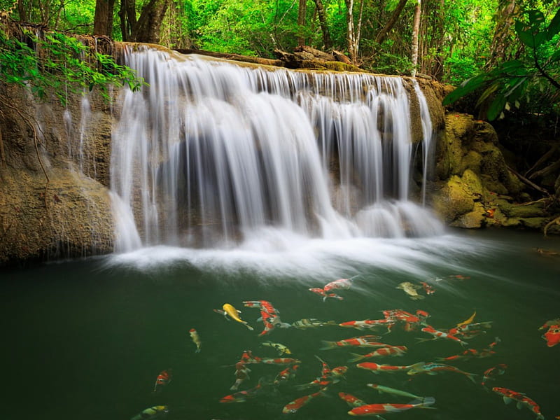 waterfalls and fish, tree, river, fish, waterfalls, HD wallpaper