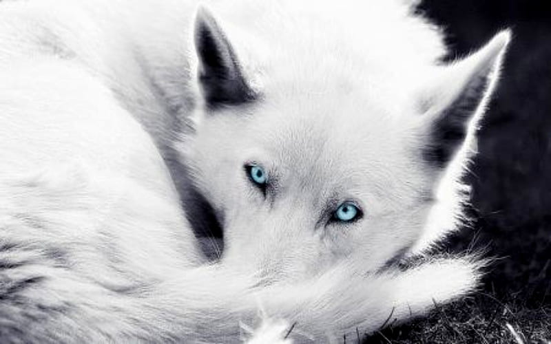 Blue Eyes, Wolf, Albino, Animals, HD wallpaper