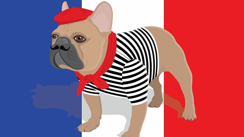 Frenchie, cute, dogs, funny, animals, HD wallpaper