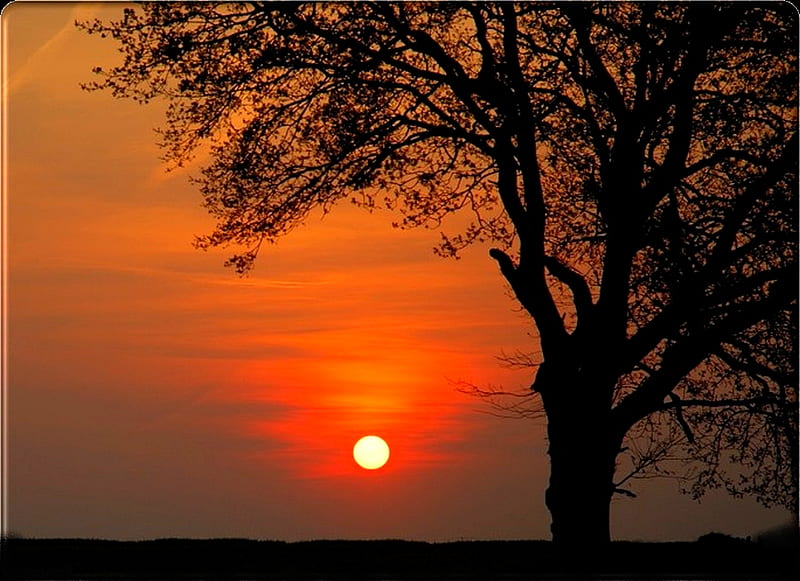 RISING SUN, orange sky, tree, rising, sun, morning, huge, HD wallpaper