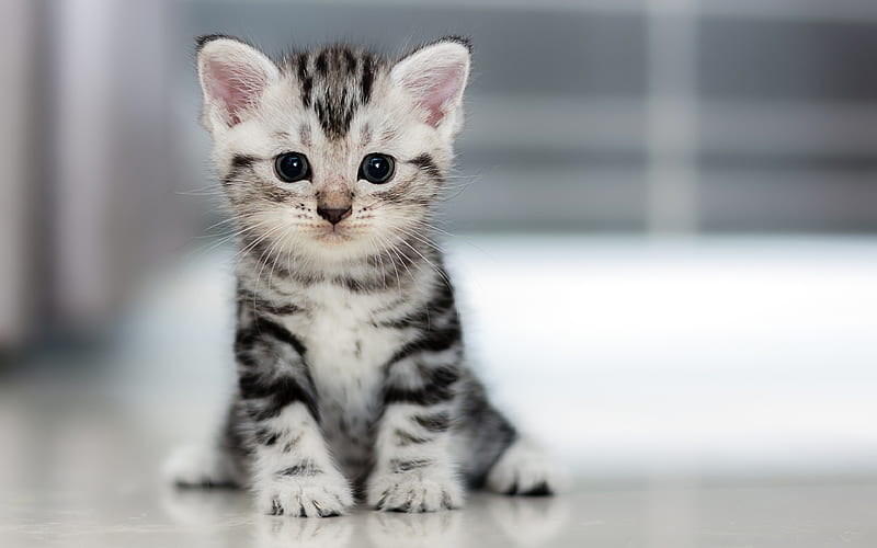 British Shorthair, kitten, domestic cat, close-up, gray cat, pets, cats, cute animals, British Shorthair Cat, HD wallpaper