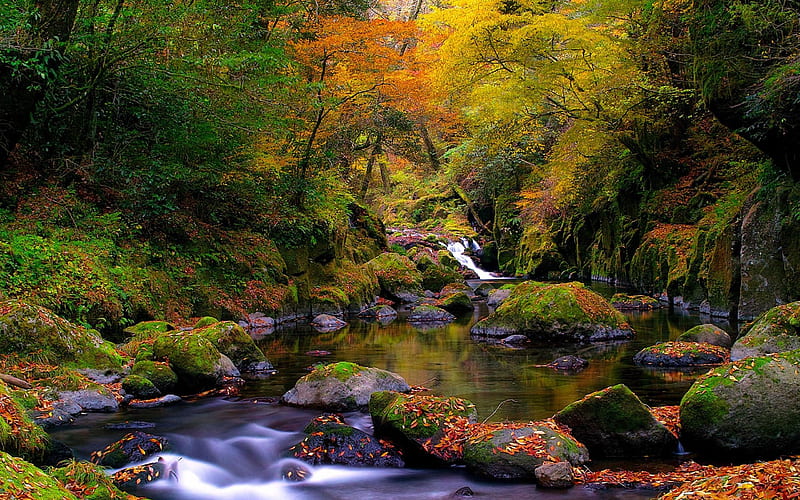 forest creek autumn-natural landscape, HD wallpaper