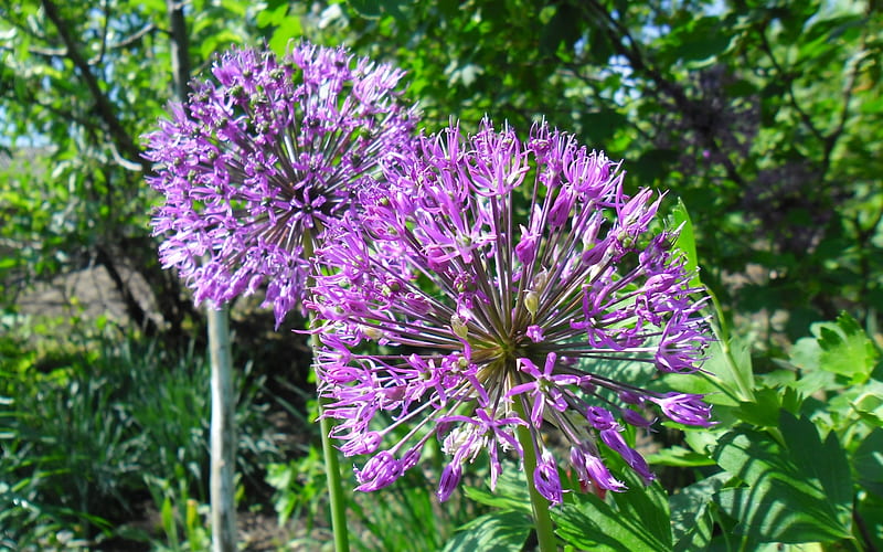 Decorative Garlic, ball, purple, fluffy, flowers, nature, spring