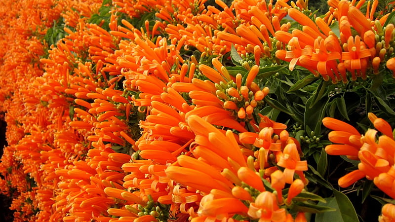Pyrostegia venusta, flower, Splendid, Orange color, HD wallpaper