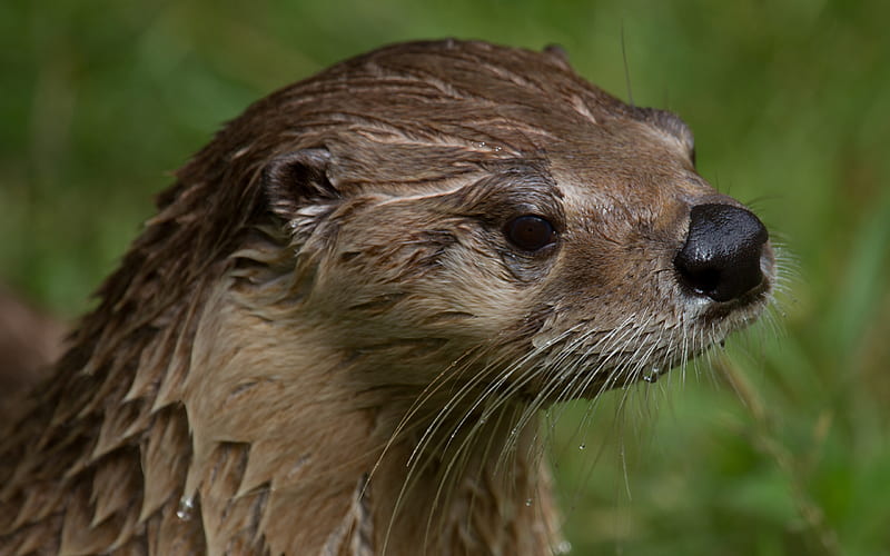 Sea Otter, otter, water, wet, green, swim, animal, sea, swimmer, HD wallpaper