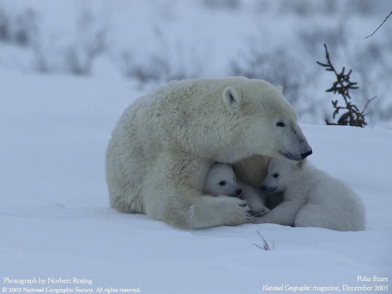 Mother's love protection, arctic, bear, mother, animal, cub, wildlife, polar, nature, white, HD wallpaper