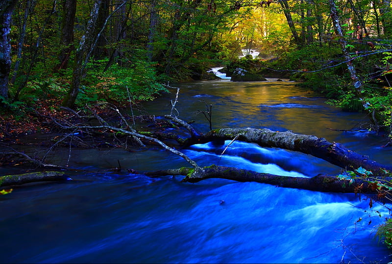 Forest Stream Stream Forest Branches Blue Hd Wallpaper Peakpx