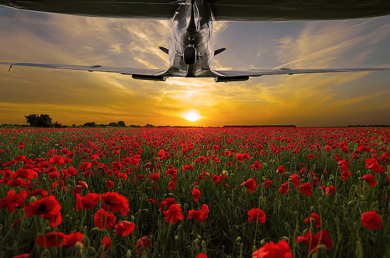 Spitfire and Poppies, guerra, remembering, flight, world war, poppies, memorial, sunset, armed forces, plane, military, spitfire, HD wallpaper