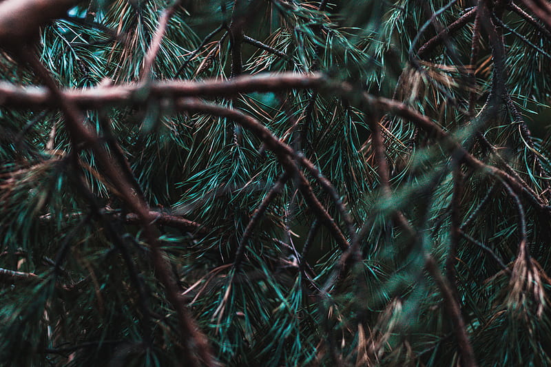 branches, pine, needles, tree, evergreen, HD wallpaper