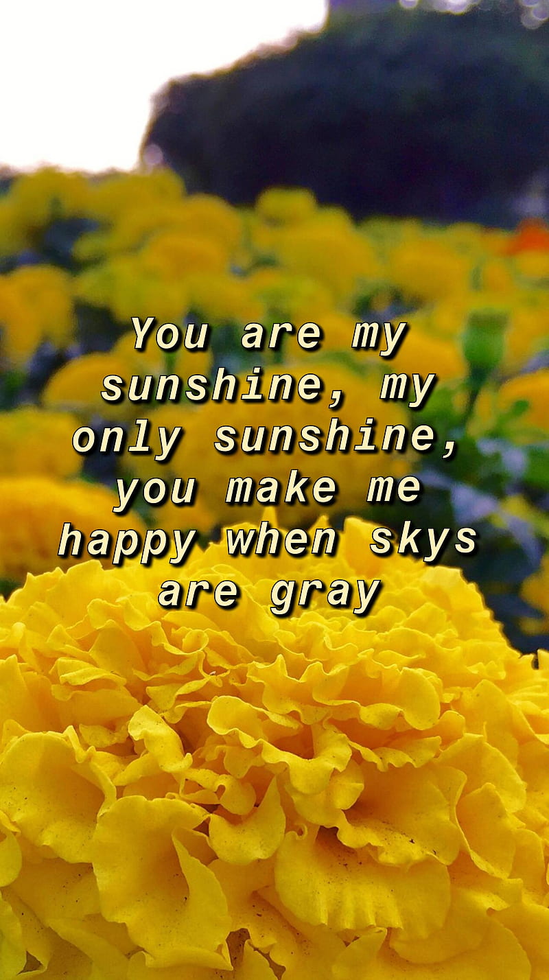 You are my sunshine, flower, happy, positive, HD phone wallpaper