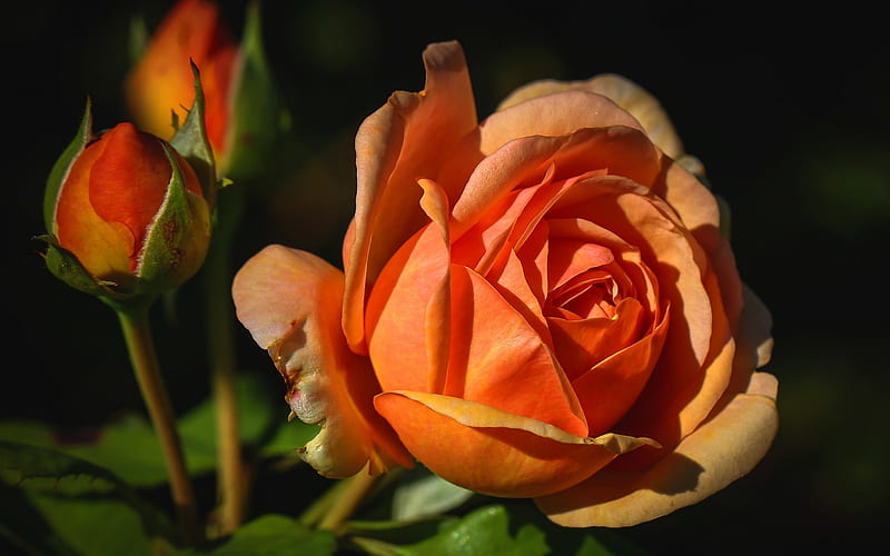 Rose, Orange, Buds, Flower, HD wallpaper