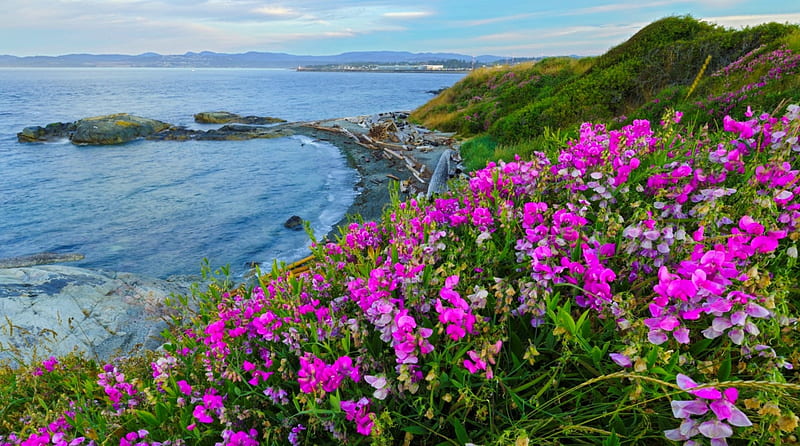 Beach Pea Flowers, Vancouver Island, hills, rocks, grass, bonito, spring, sea, beach, Canada, flowers, island, HD wallpaper