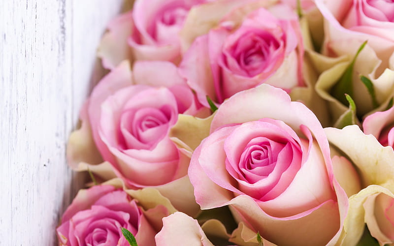 pink roses, bouquet of flowers, pink flowers, roses, HD wallpaper