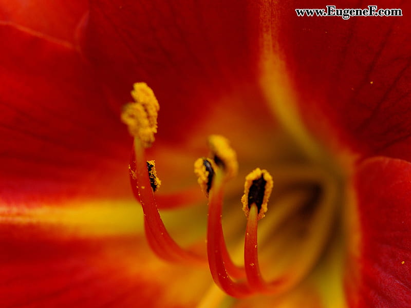Up close inside of flower~, pretty, polen, flower, nature, bonito, high ...