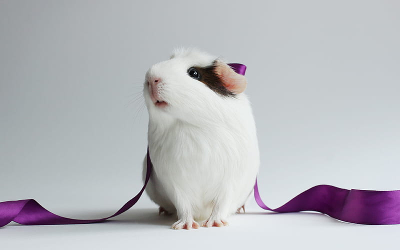 guinea pig, ribbon, funny animals, rodent, HD wallpaper