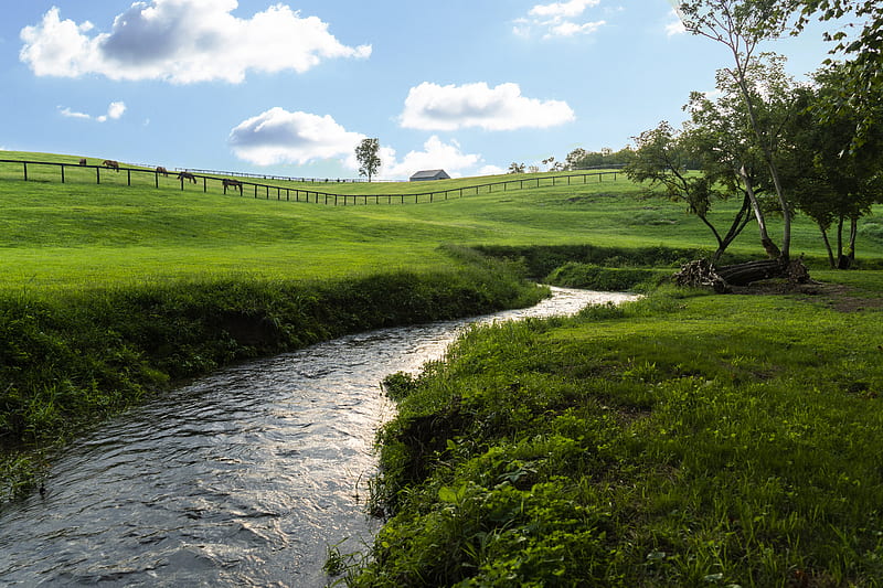 Beautiful Creek with Horses, fence, water, grass, creek, country, trees ...