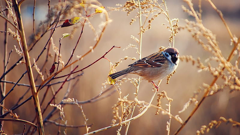 Sparrow bird-Animal, HD wallpaper